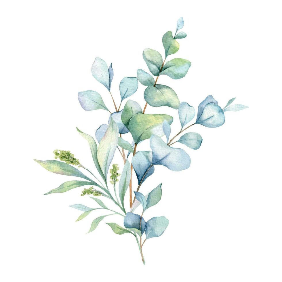 Eucalyptus Watercolor Illustration. Eucalyptus Greenery Hand Painted isolated on white background.  Perfect for wedding invitations, floral labels, bridal shower and  floral greeting cards vector