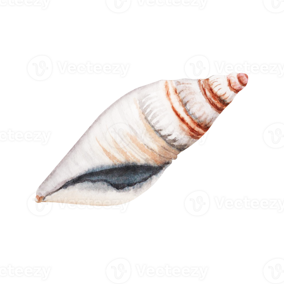 Watercolor seashell illustration isolated on transparent  background. Hand drawn design element perfect for cards, banners, patterns and invitations. png