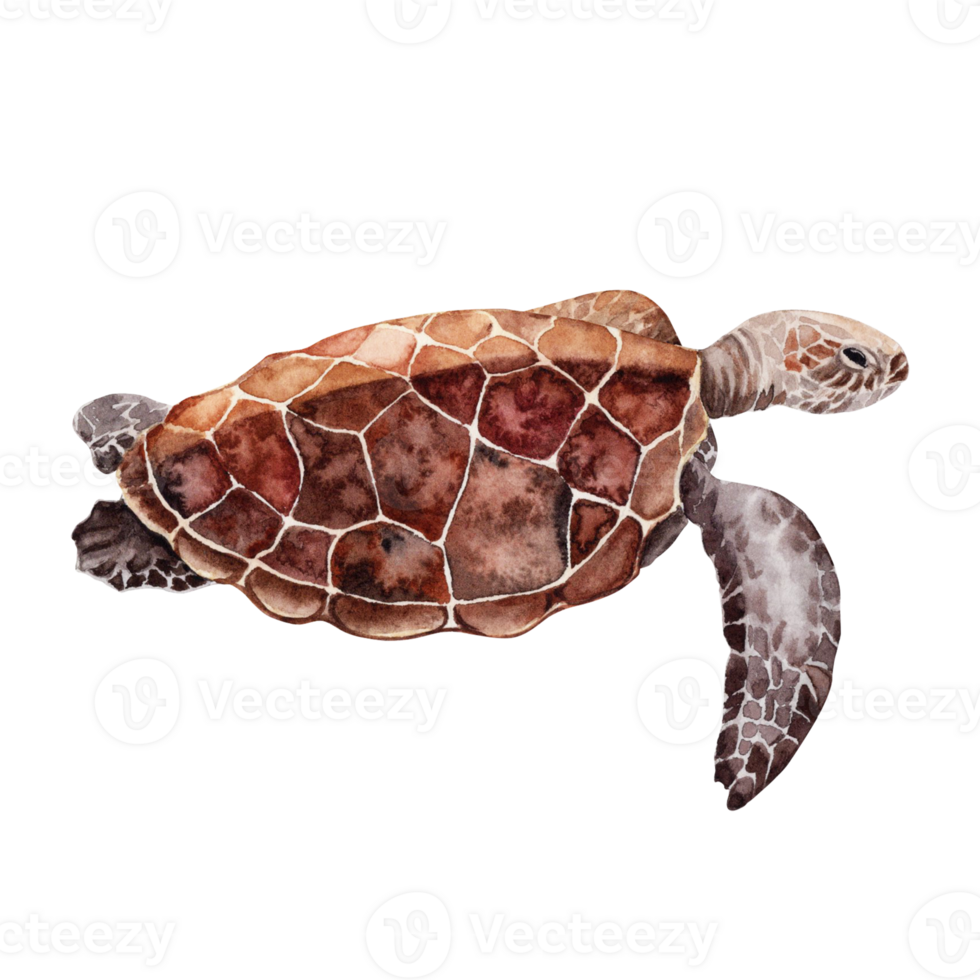 Tropical reef sea turtle. Hand drawn watercolor illustration on transparent  background. Beautiful isolated design element for cards, banners and invitations. Part of Reef element set. png