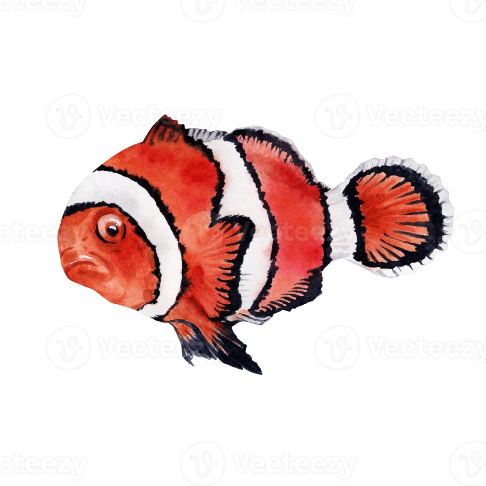 Watercolor clownfish isolated on transparent  background. Hand drawn illustration element of the tropical reef collection. png