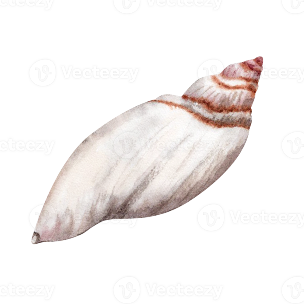 Watercolor seashell illustration isolated on transparent  background. Hand drawn design element perfect for cards, banners, patterns and invitations. png