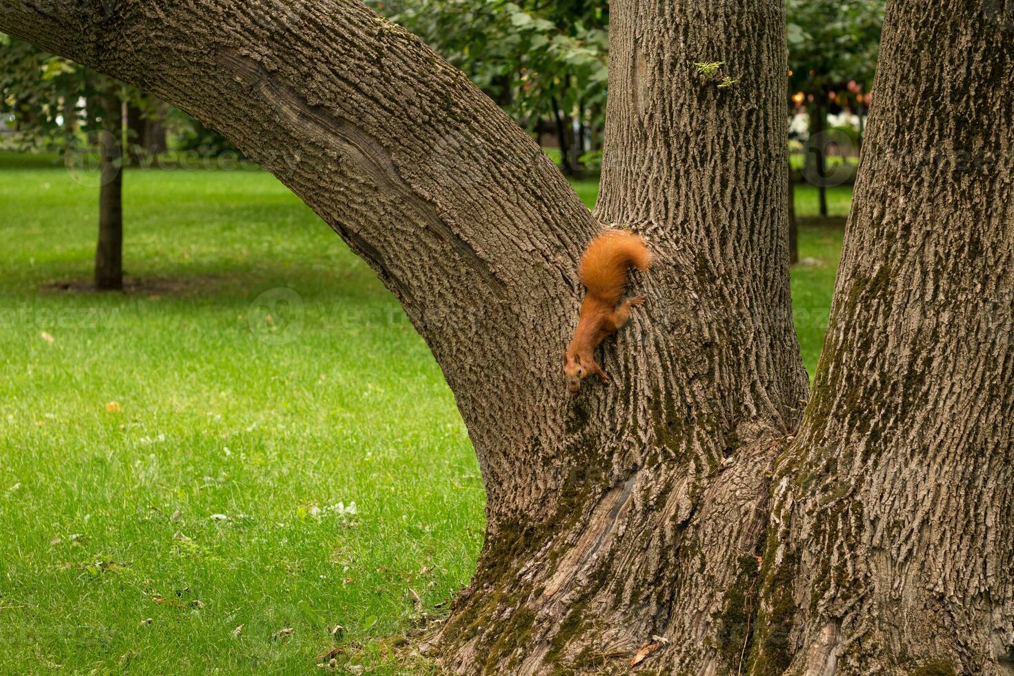 Red squirrel in the park with a nut in its mouth. Cute squirrel photo