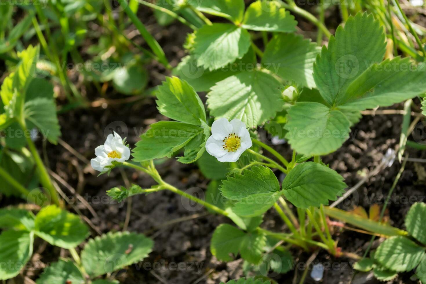 Strawberry flowers on the ground in the garden. Close-up. photo