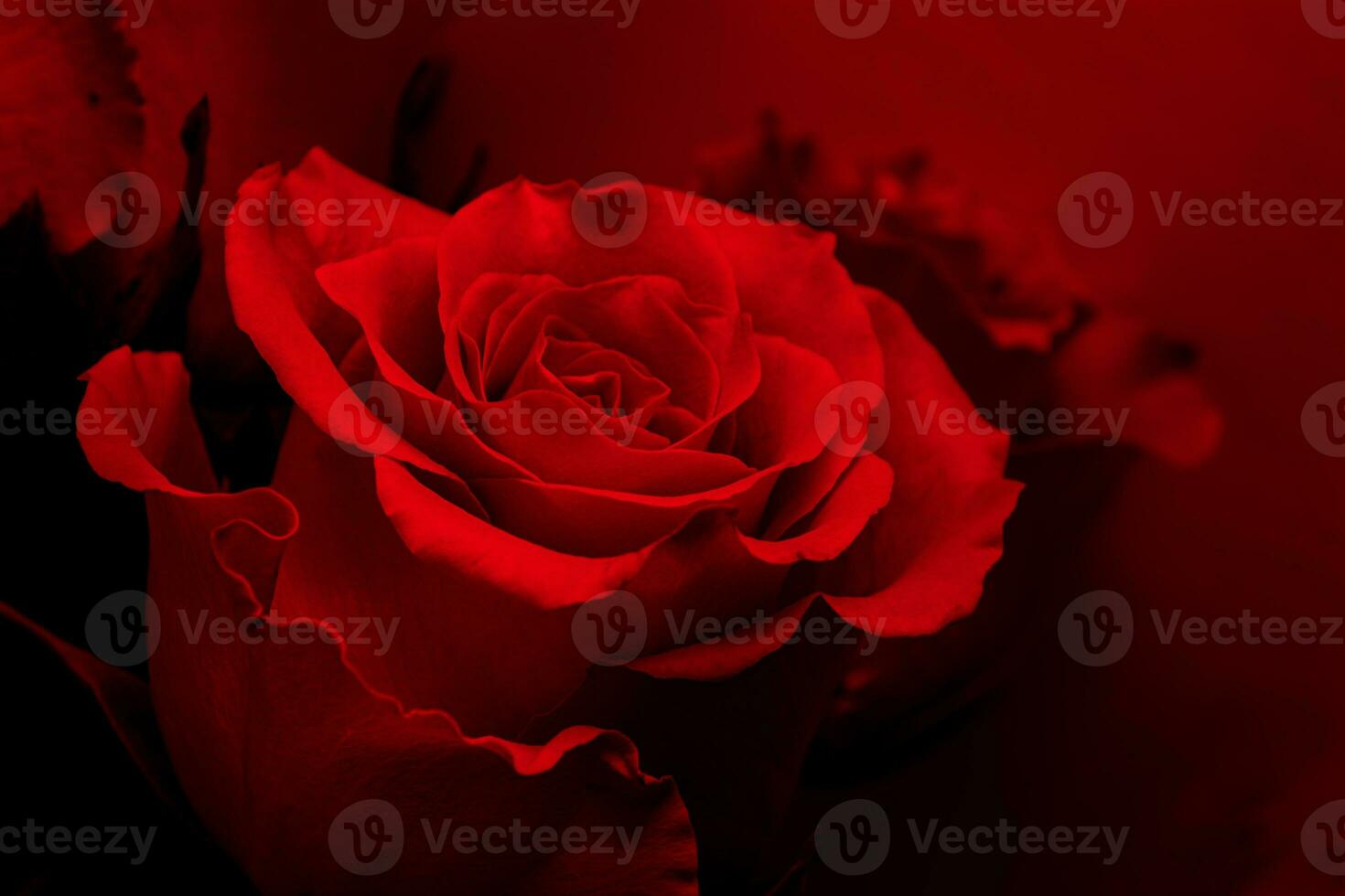 Red rose on a red dark background illuminated by red light, Valentine's Day concept. photo
