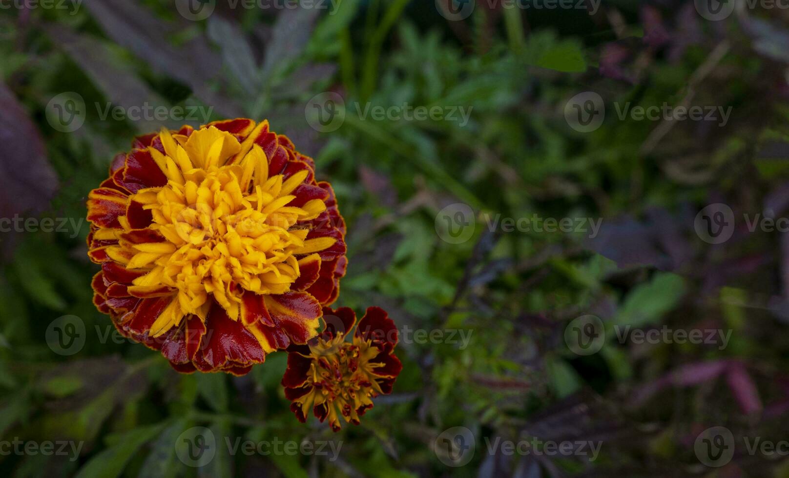 Autumn concept. Flowering of black-cut, marigolds in the autumn garden on a sunny day. photo