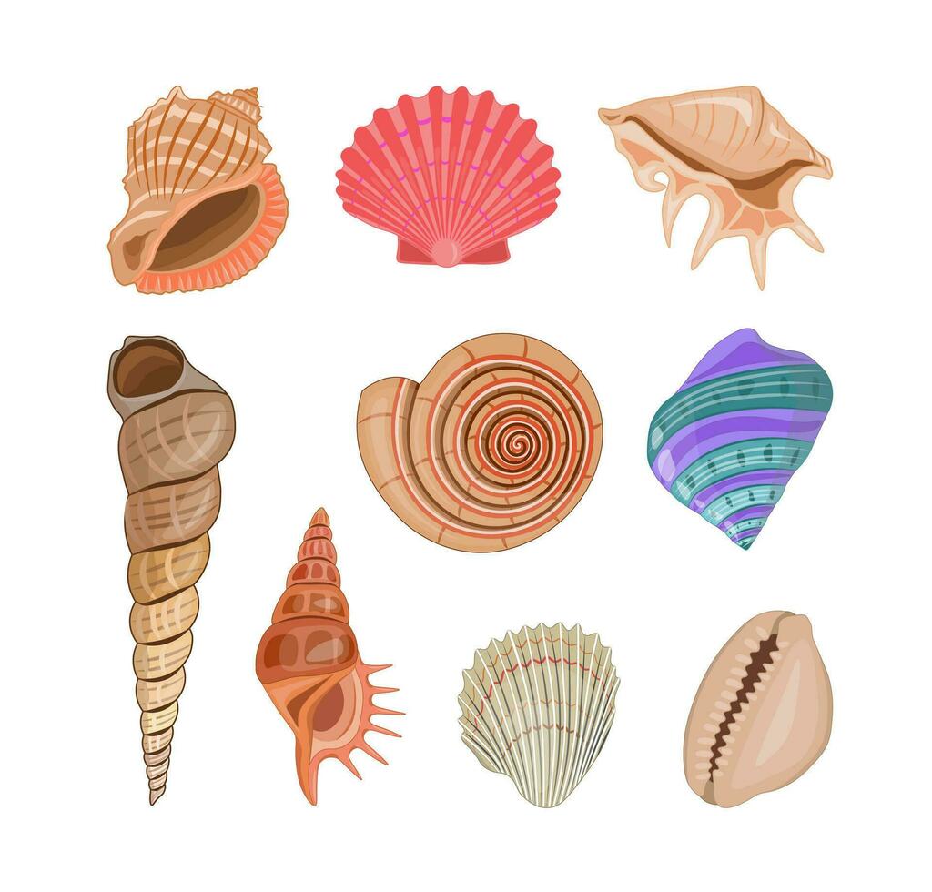 Collection of vector cartoon illustration of colorful seashells on white background.