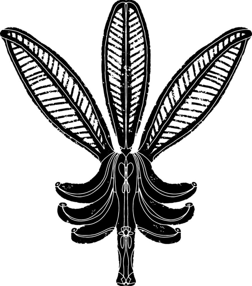 a black and white drawing of a leaf vector