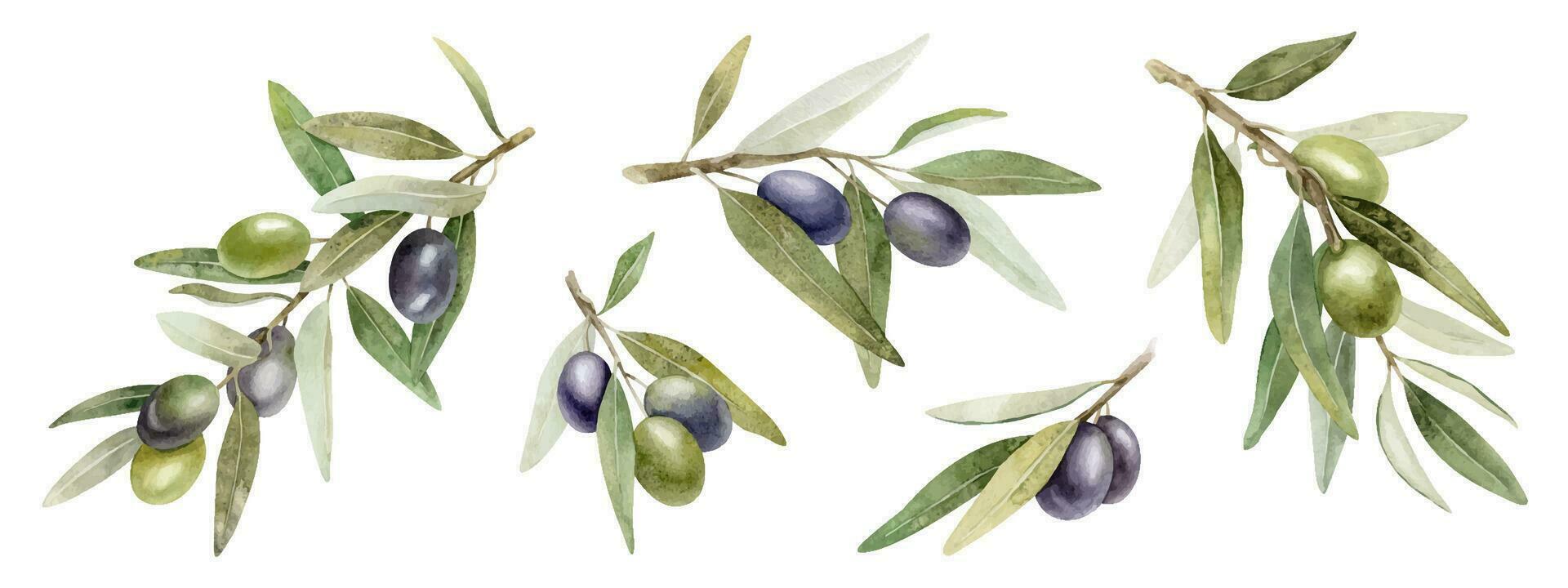 Set of olive branches with leaves and fruits. Watercolor illustrations. Isolated. For packaging design, wedding, stationery, greetings, wallpapers, and invitations vector