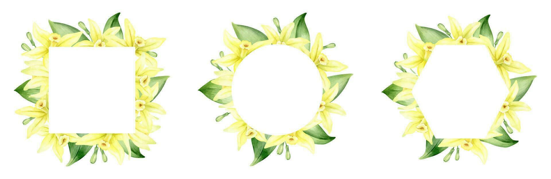 Set of frames of yellow vanilla flowers. Wreaths with tropical exotic flowers. Watercolor illustrations. Isolated. Flavoring for cooking. For greeting cards, postcard, scrapbooking, packaging design vector