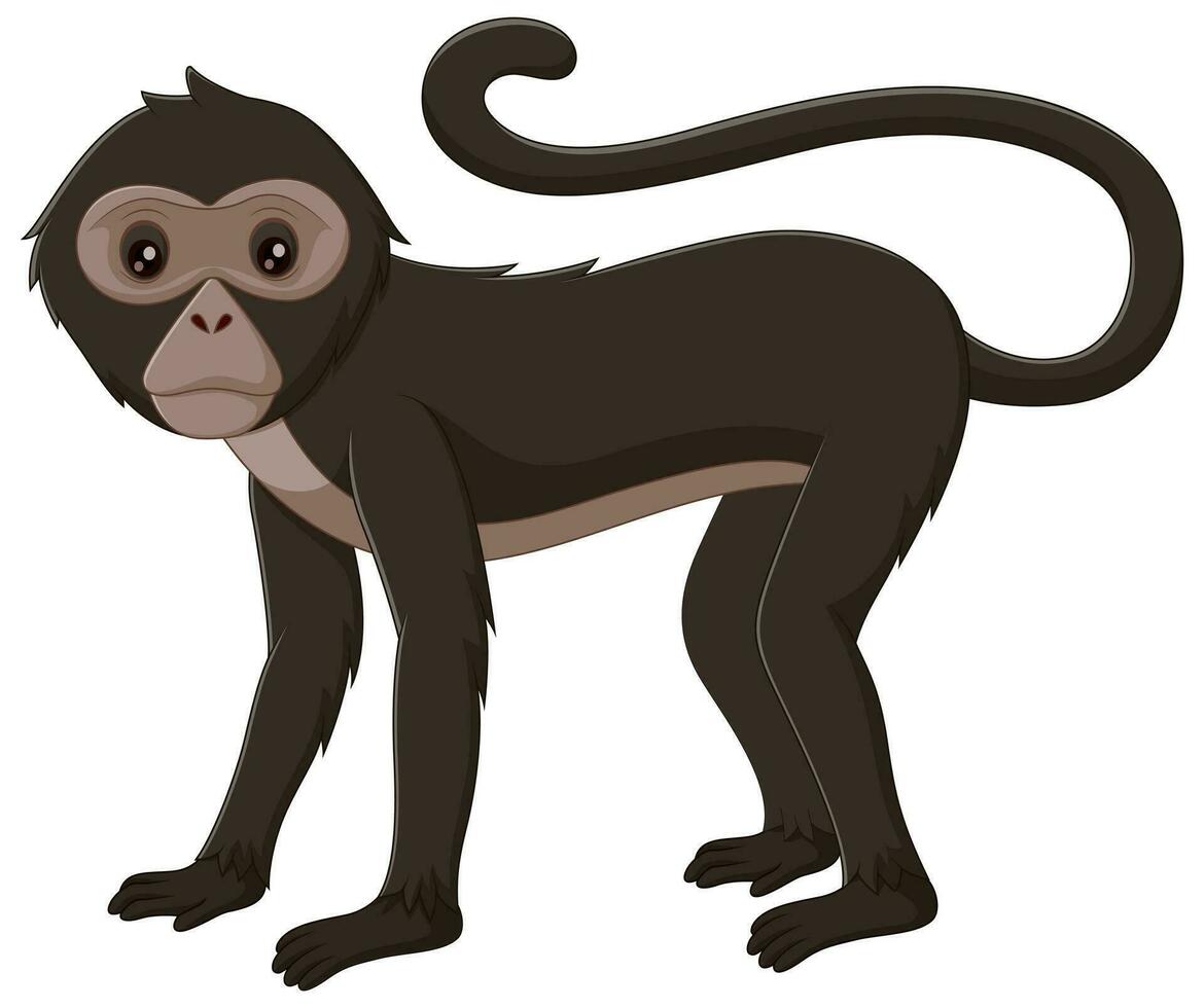 Cute spider monkey isolated on white background. Vector illustration ...