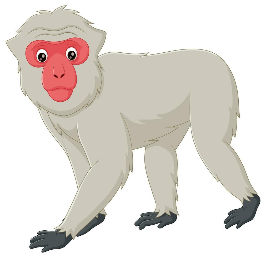 Cute macaque monkey cartoon isolated on white background. Vector illustration