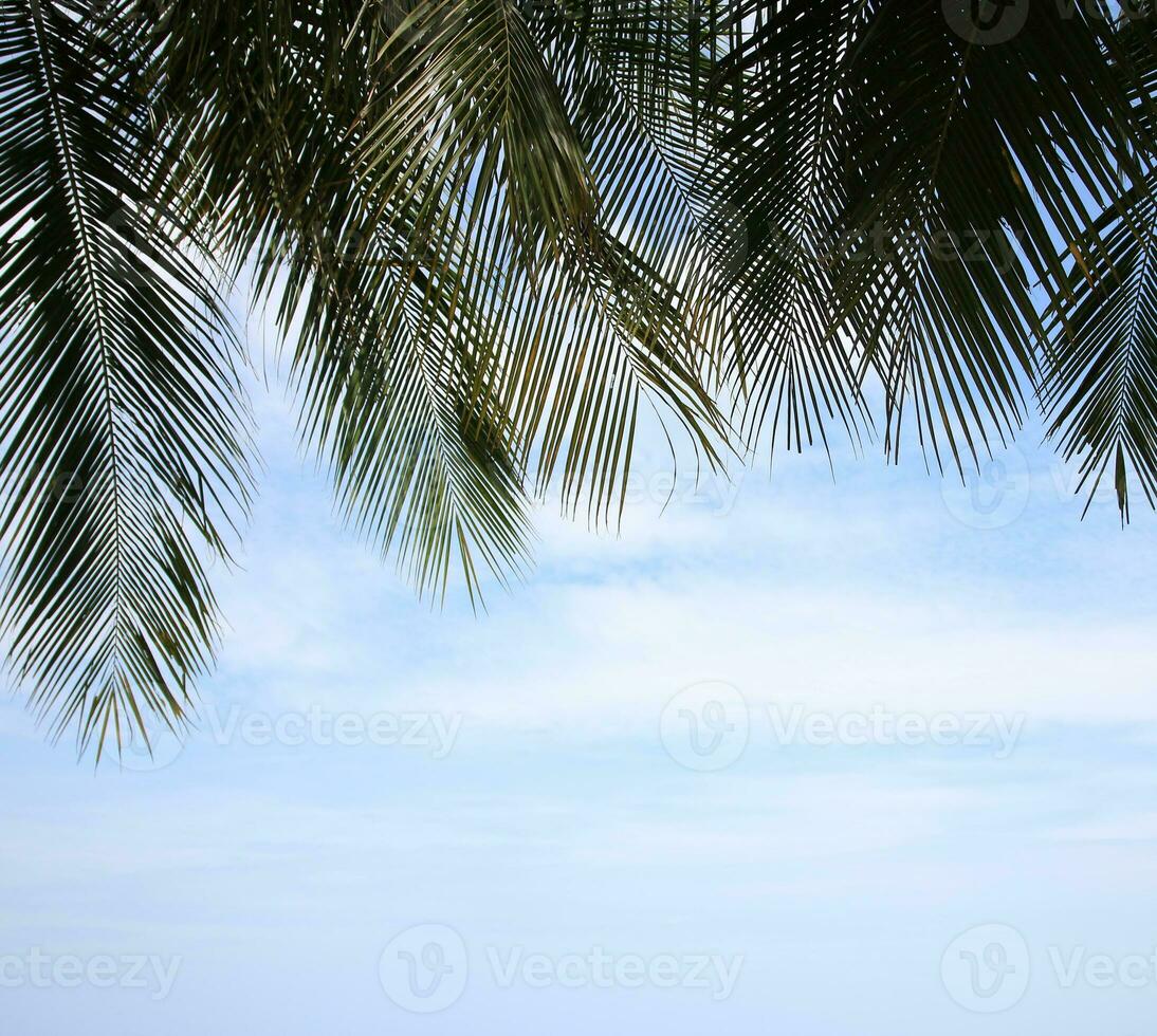 verde salir de Coco palma árbol antecedentes foto