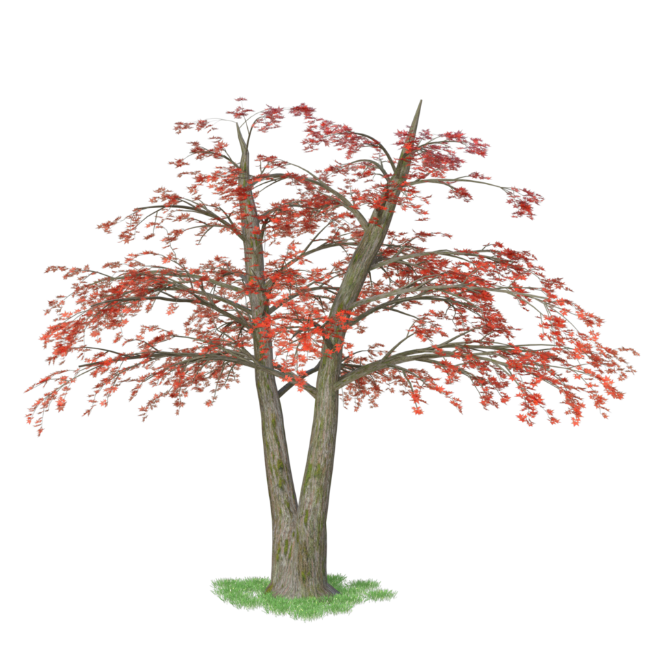 A Tree With Red Leaves 32048216 PNG a-tree-with-red-leaves-32048216-png