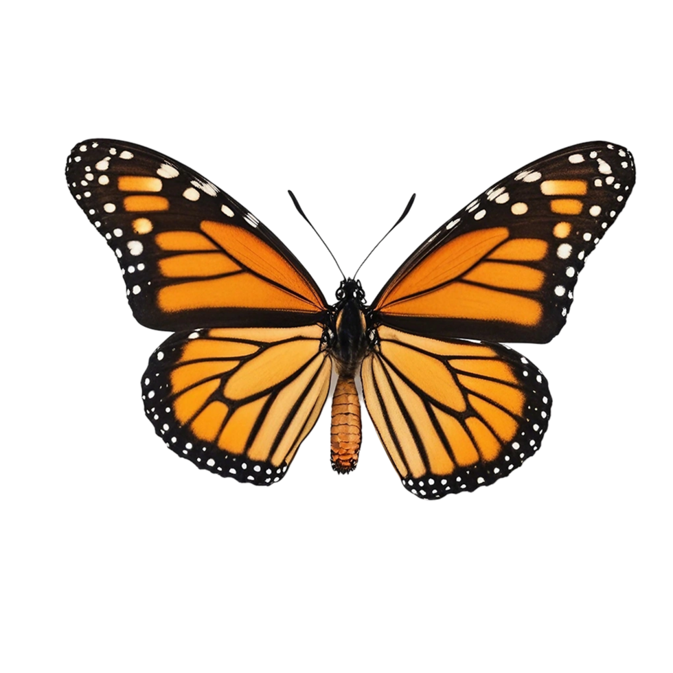 Schmetterling auf transparent Hintergrund ai generativ png