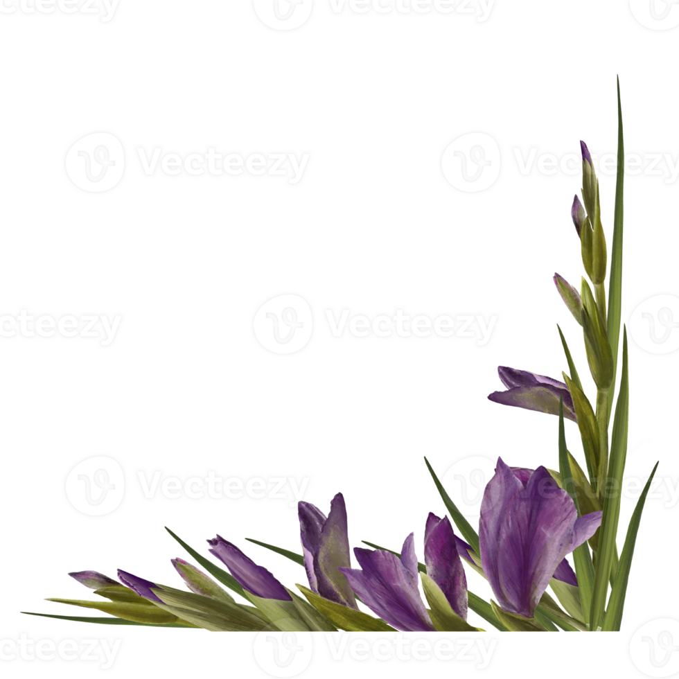 Watercolor gladioluses plant. Floral square frame with violet flowers, buds and leaves Hand painted  illustration. Botanical design for wedding, invitations and greeting cards png