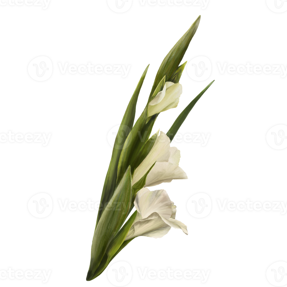 Watercolor gladioluses plant, hand drawn digital floral illustration, white flowers, buds and leaves. Design for greeting, invitations, birthday cards, prints, flyer, stickers png