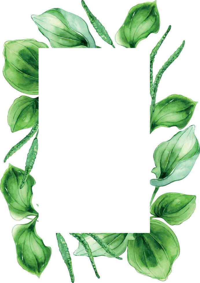 Frame of plantago broadleaf medicinal plant watercolor illustration isolated on white background. Plantain, green leaves, herb, psyllium hand drawn. Design for label, package, postcard, template vector