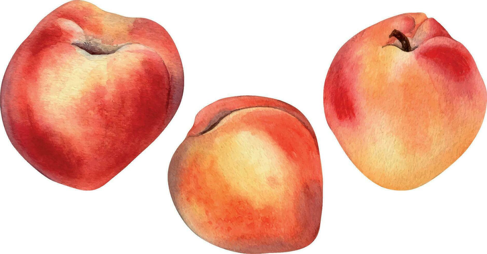 Set of fresh sweet nectarines, peach watercolor illustration isolated on white background. Whole ripe fruits hand drawn. Design element for package, label, wrapping vector