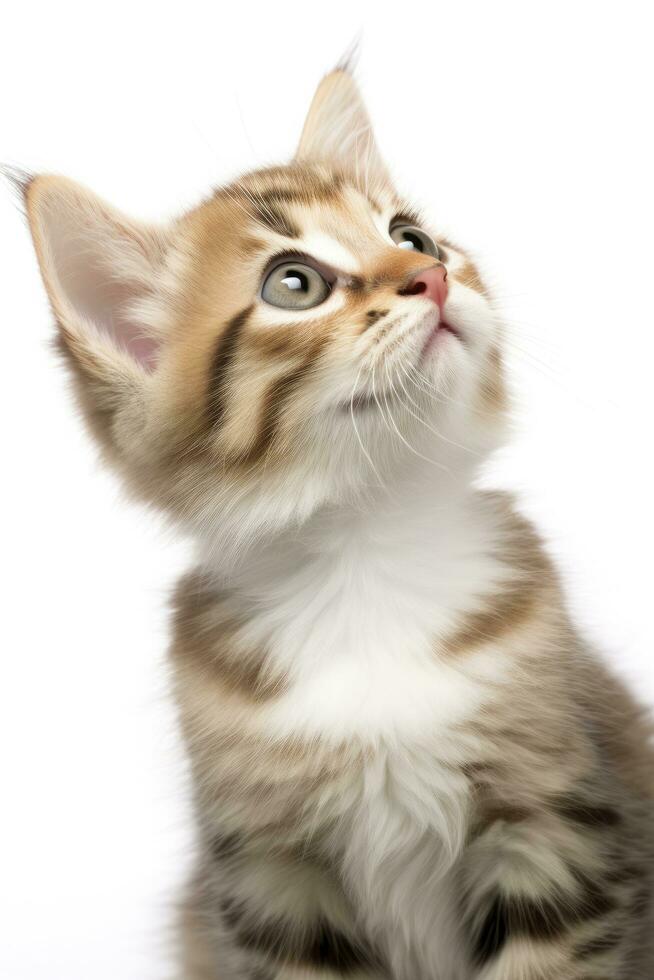 Playful funny kitten looking up isolated on a white background. AI Generated photo