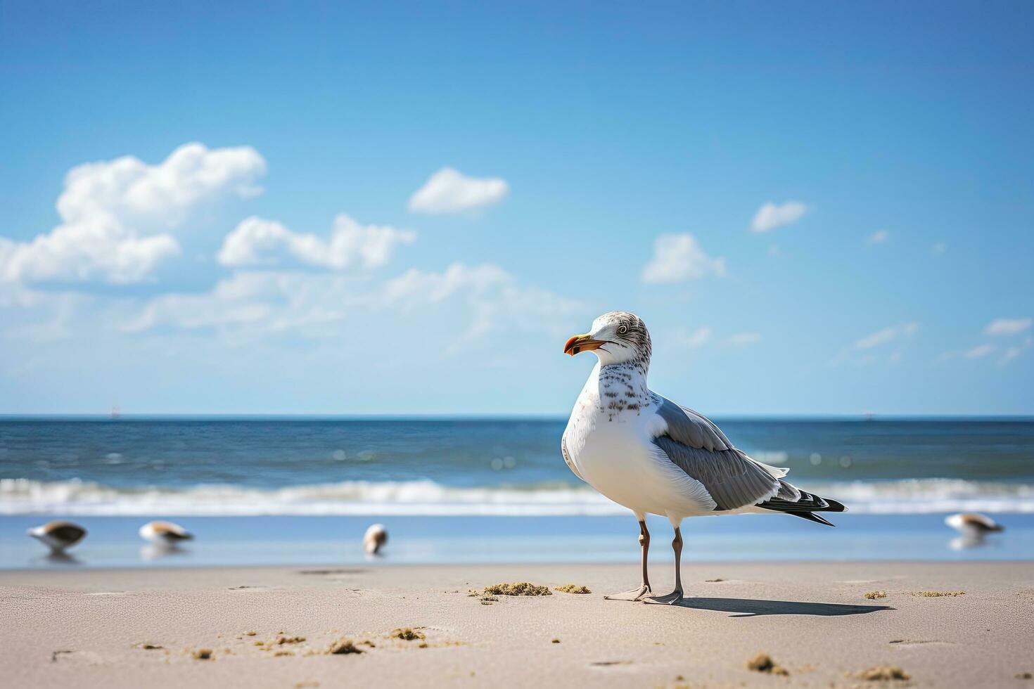 Seagull on the beach under blue sky. 32050503 Stock Photo at Vecteezy