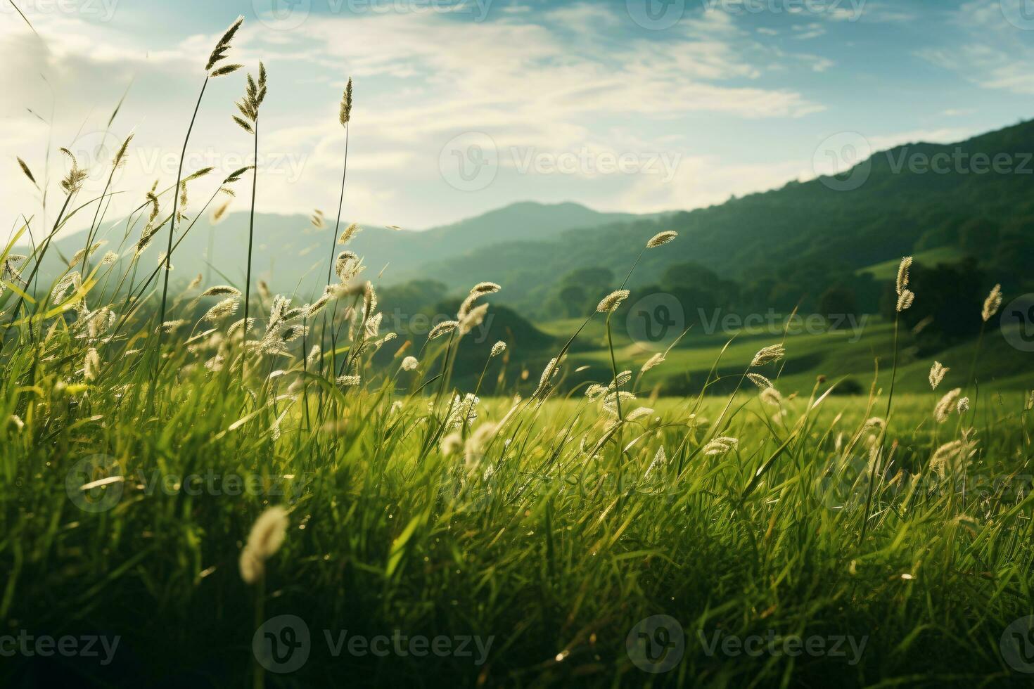 Beautiful natural countryside landscape. Green hills and Blooming wild high grass in nature at sunset warm summer. Pastoral scenery. photo