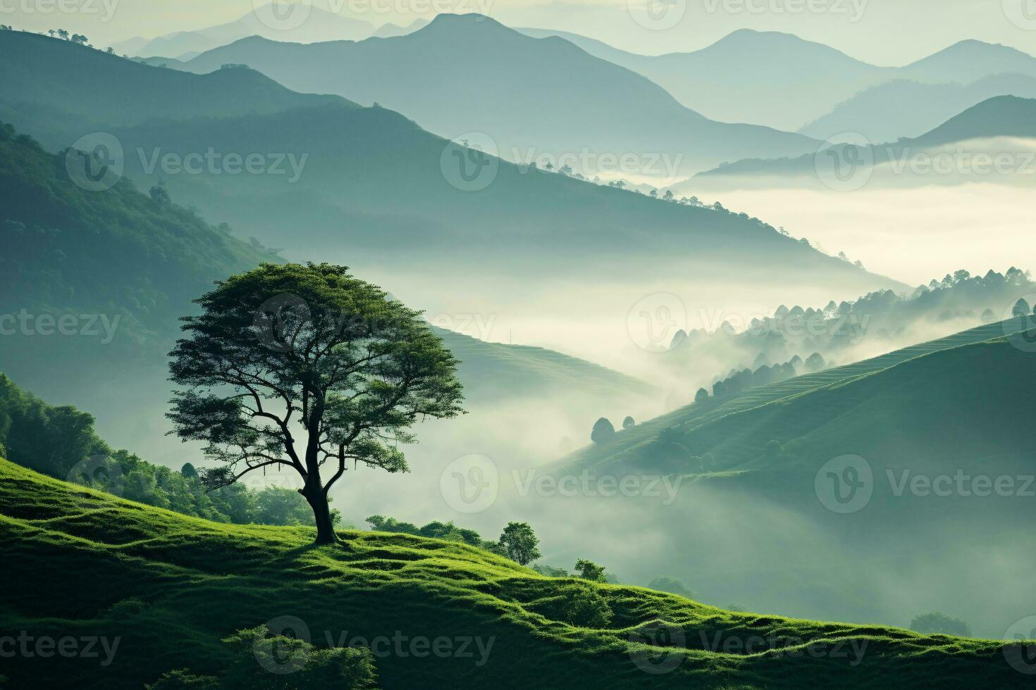 Mountain forest in fog and clouds. Aerial view of over green hills with white fog, clouds and tree. photo