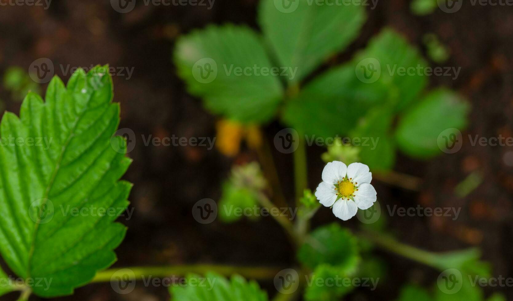 Strawberry plant with white flower photo