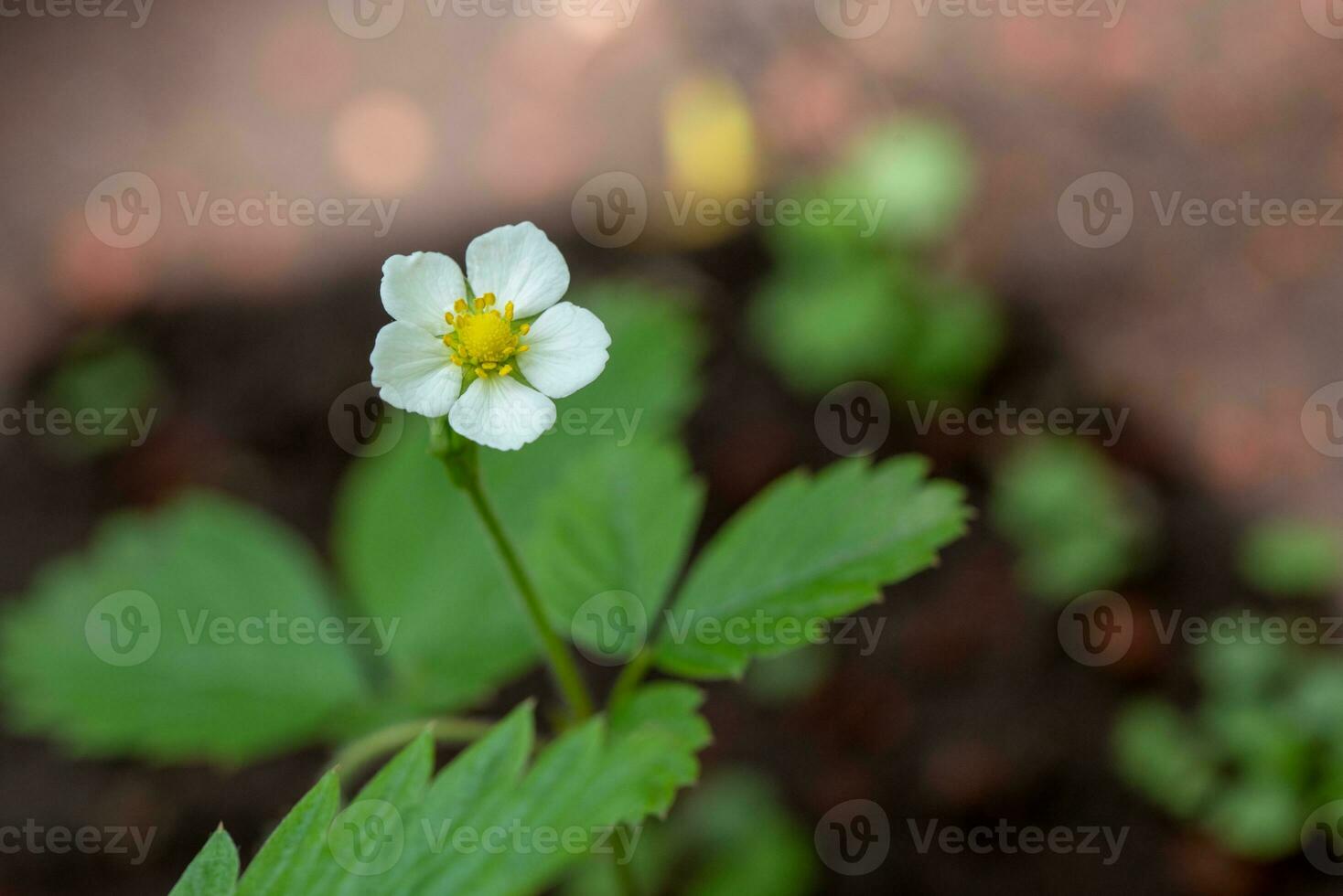 Strawberry plant with white flower photo