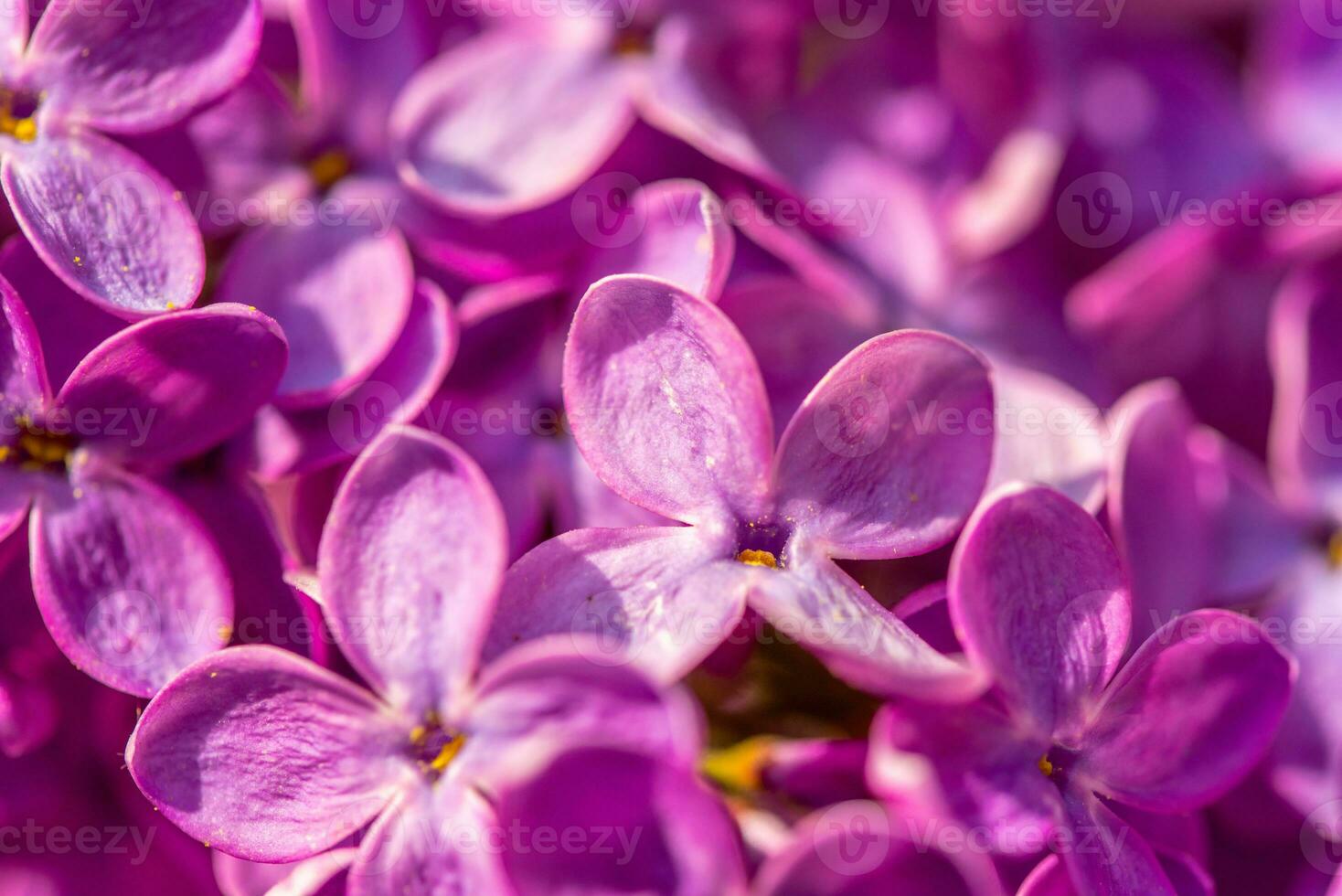 Purple lilac flowers background photo