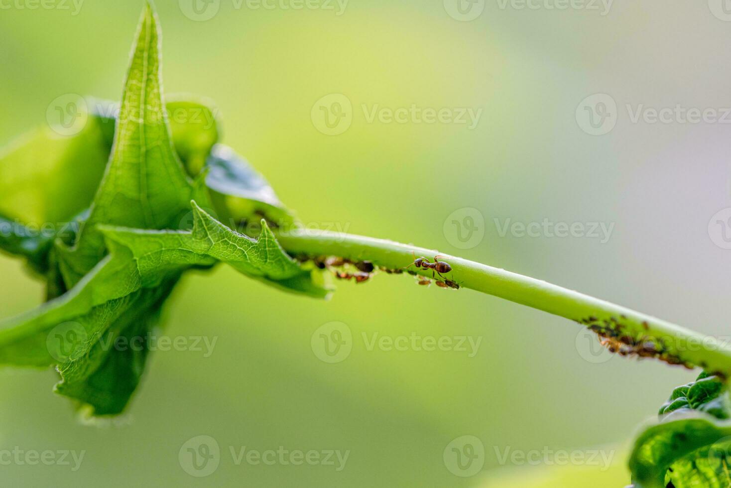 Aphids and Ants on Jasmine Plant photo
