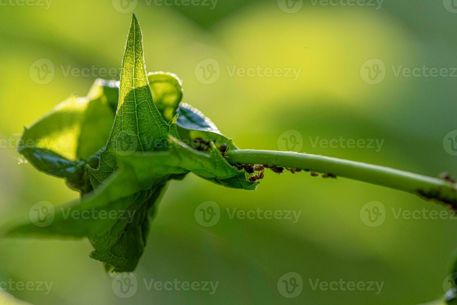 Aphids and Ants on Jasmine Plant photo