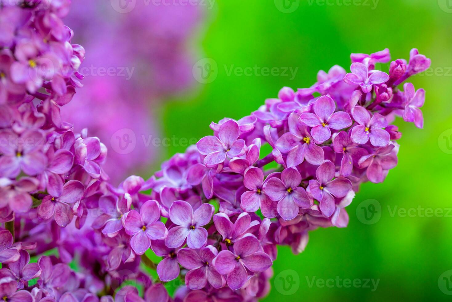 Purple lilac flowers in garden photo