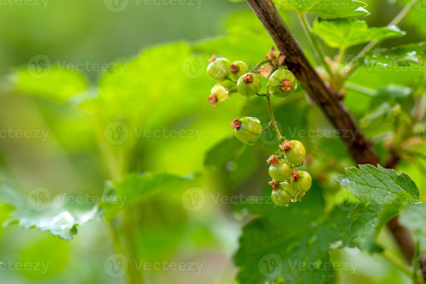 Currant on a branch growing photo