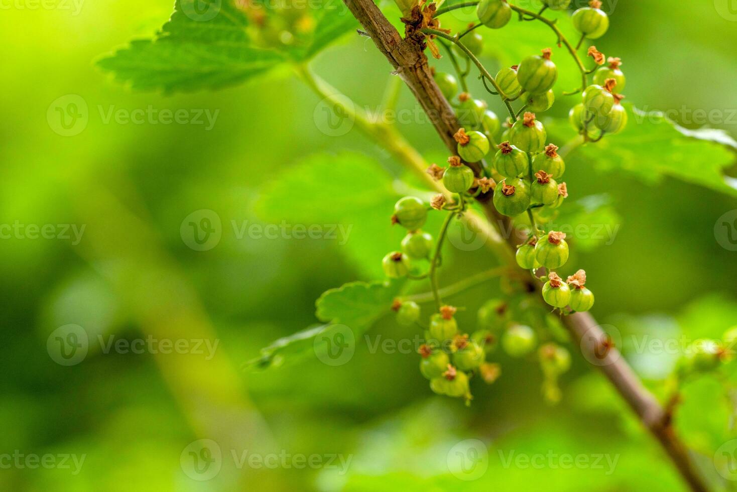 Currant on a branch growing photo