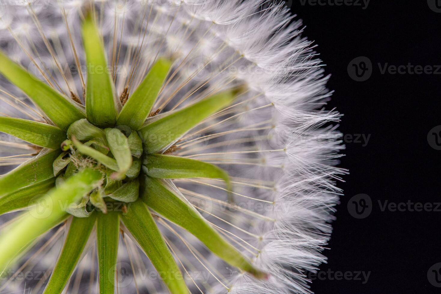 Dandelion With Seeds Close up photo