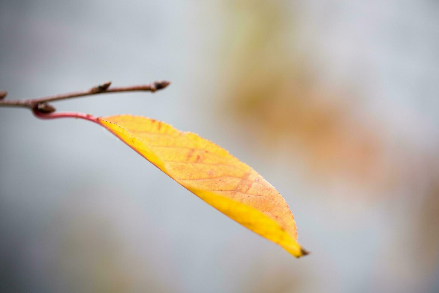 Autumn leaf close up photo