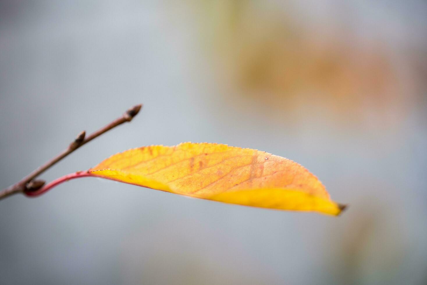 Autumn leaf close up photo