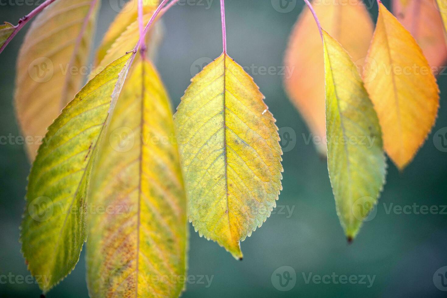 Autumn leaves close up photo