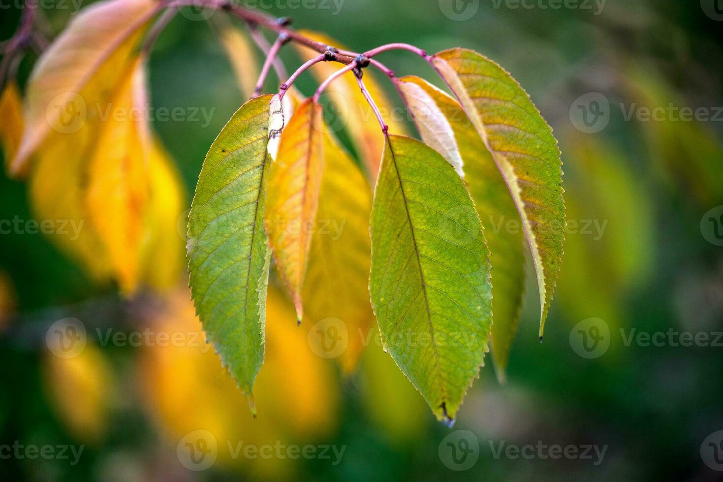 Autumn leaves close up photo