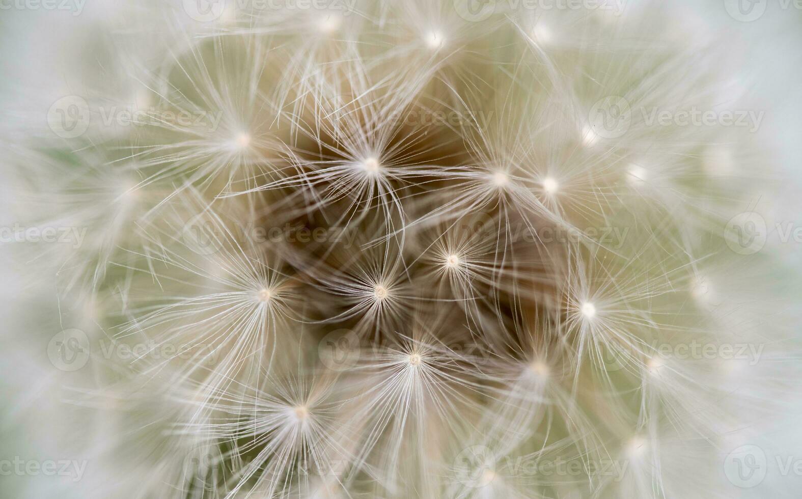 Dandelion Seed Close up photo
