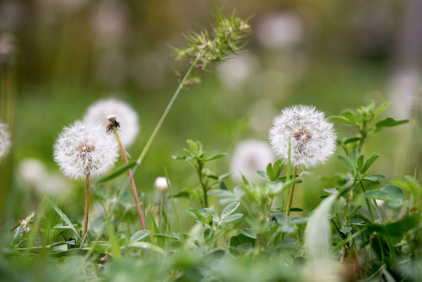 Dandelion Seed Close up photo