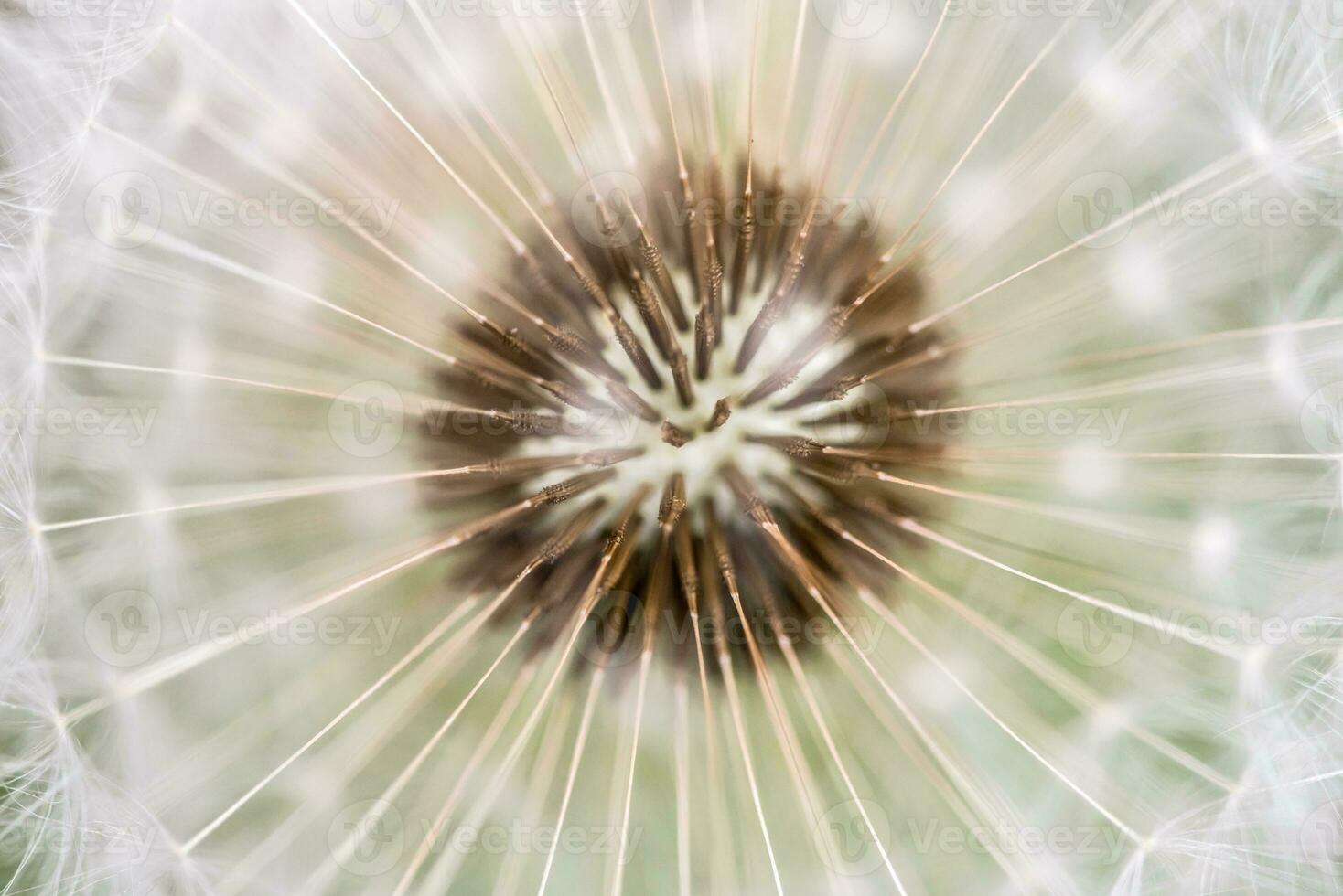 Dandelion Seed Close up photo