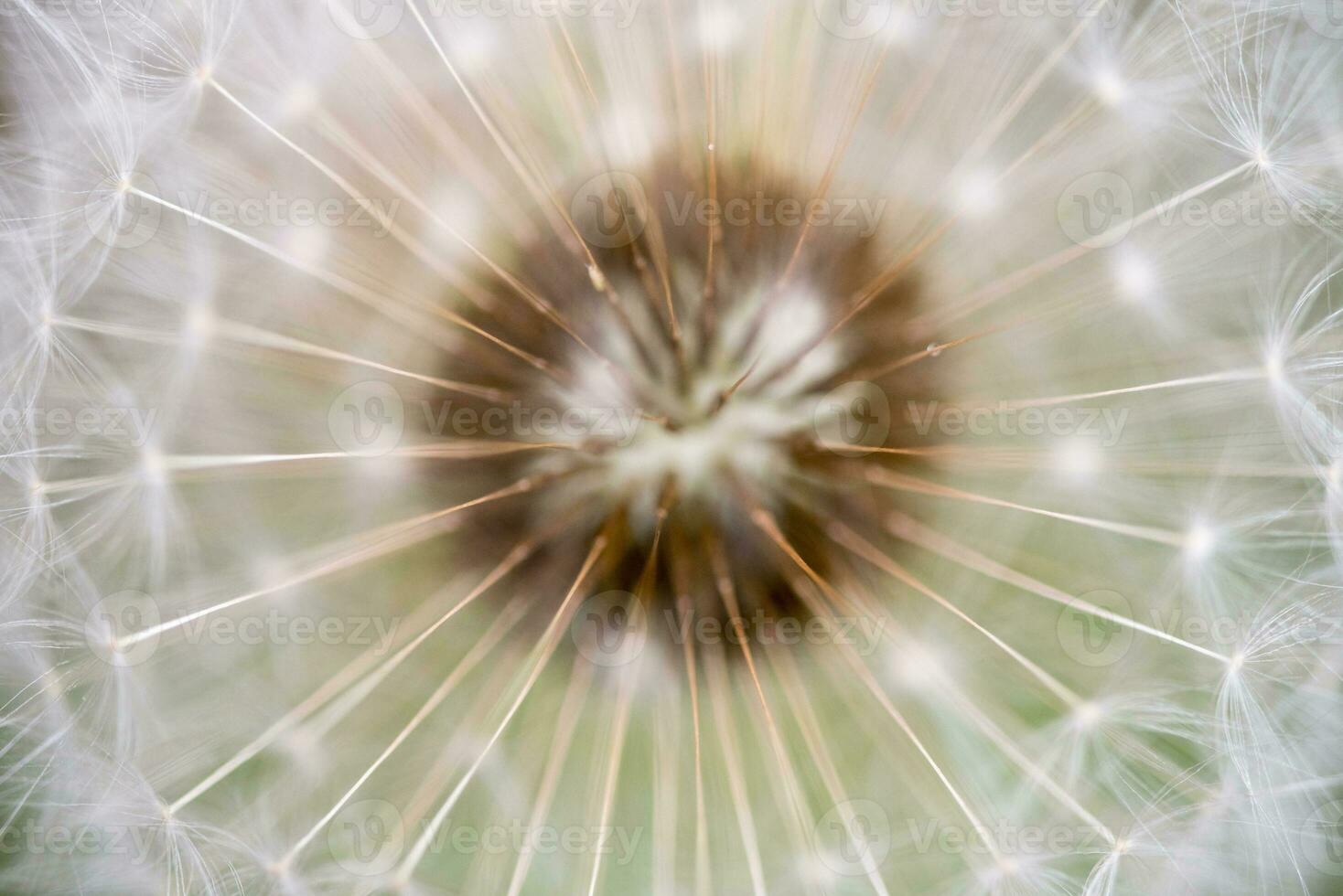 Dandelion Seed Close up photo