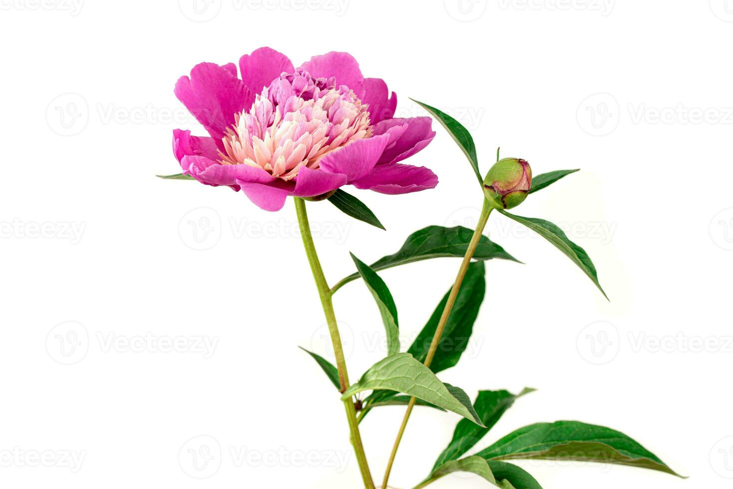 Pink peony flower on white background photo