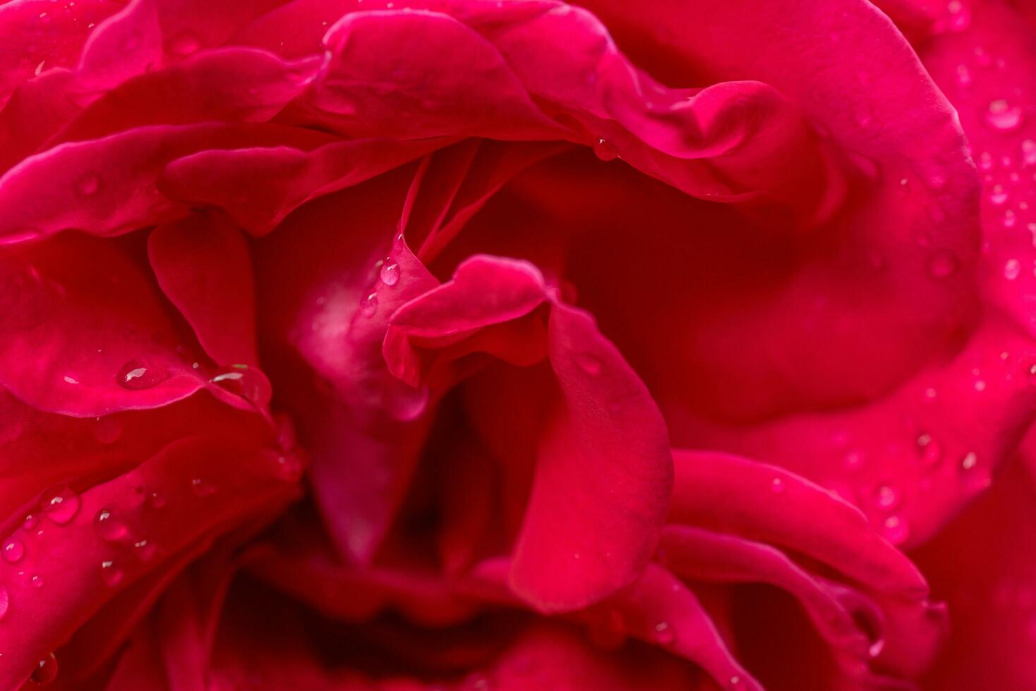 Rose flower petals macro photo