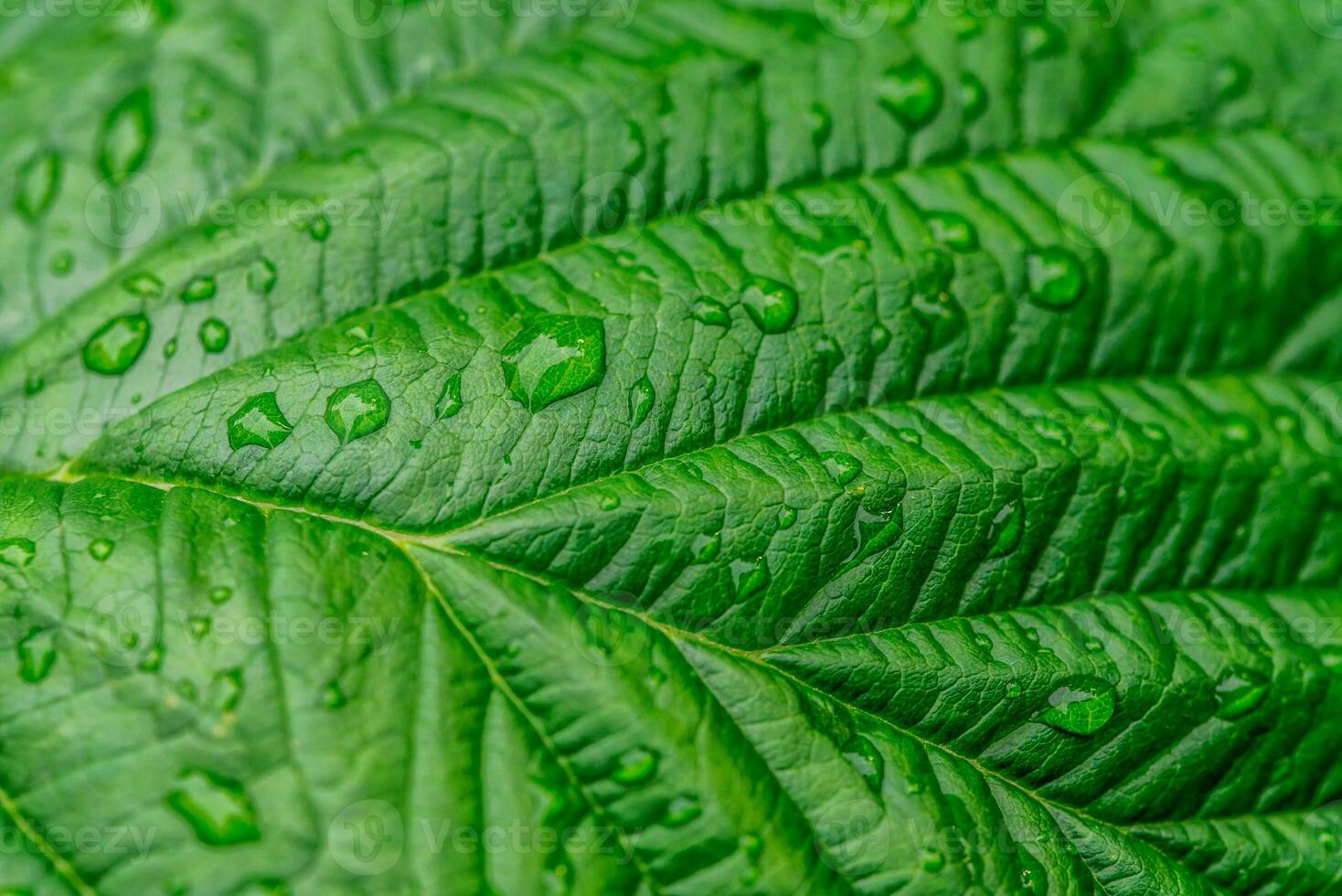 Raspberry leaf with water drop background photo