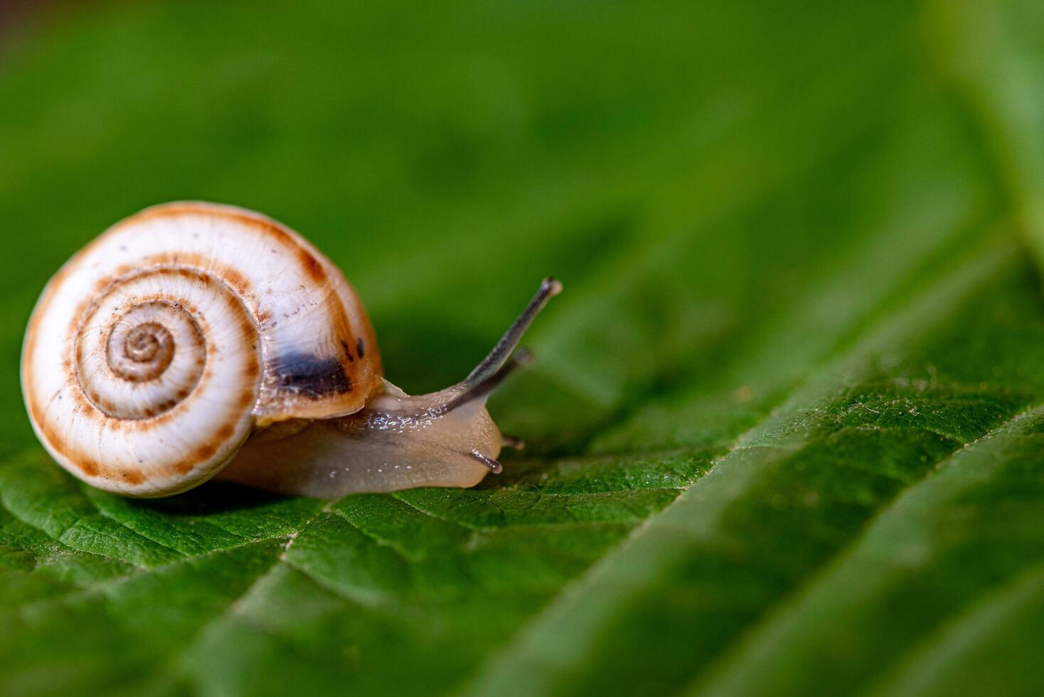 Garden Snail on Green Leaf photo