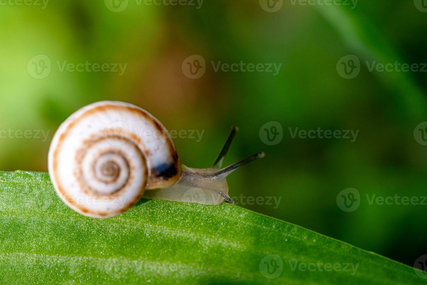 Garden Snail on Green Leaf photo