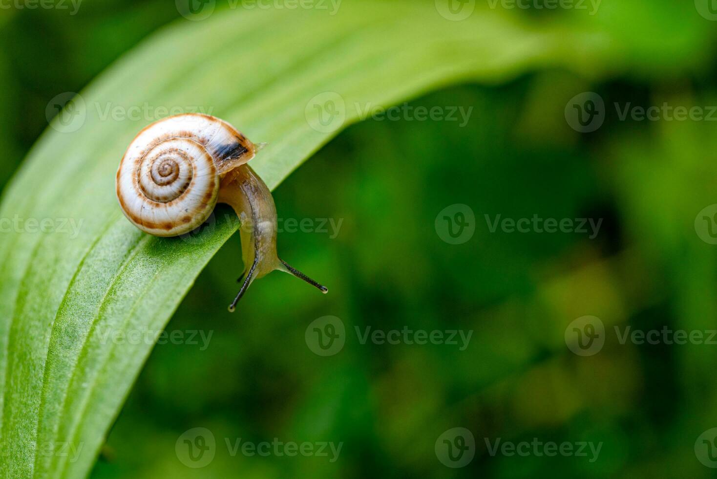 Garden Snail on Green Leaf photo