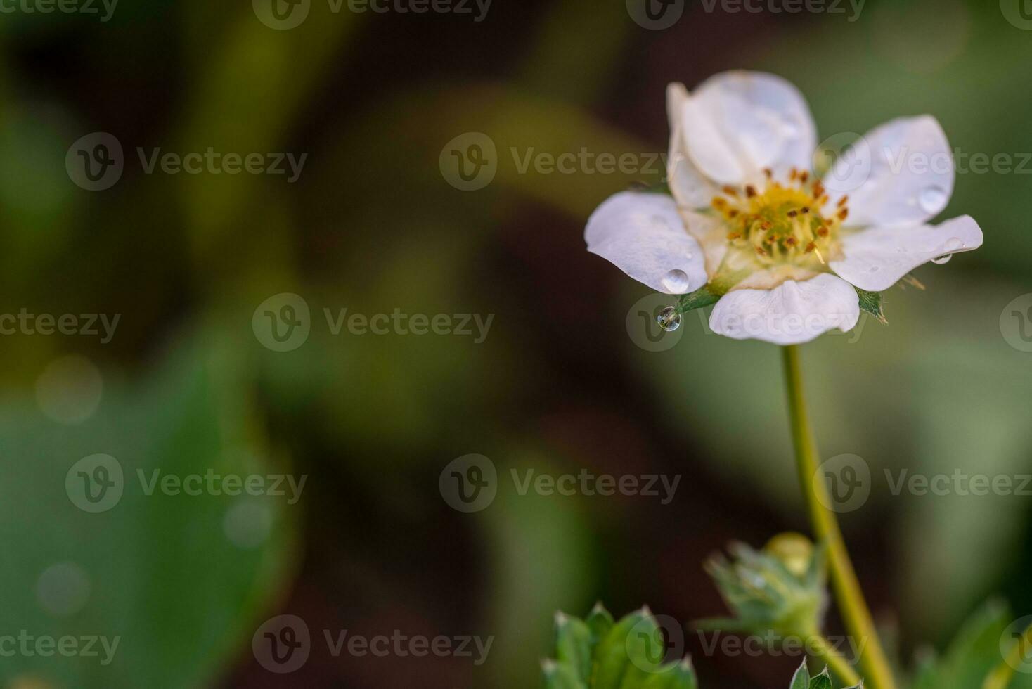 White Strawberry Flower Close up photo